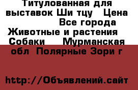 Титулованная для выставок Ши-тцу › Цена ­ 100 000 - Все города Животные и растения » Собаки   . Мурманская обл.,Полярные Зори г.